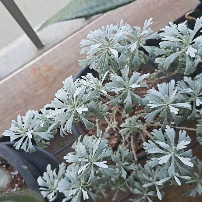 Photo of the plant species Oldwoman by @ProperYuzu85 named Eva on Greg, the plant care app
