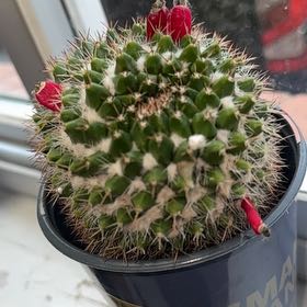 Photo of the plant species Variegated Silver Arrows Cactus by @Halo360 named Mammillaria Nejapensis on Greg, the plant care app