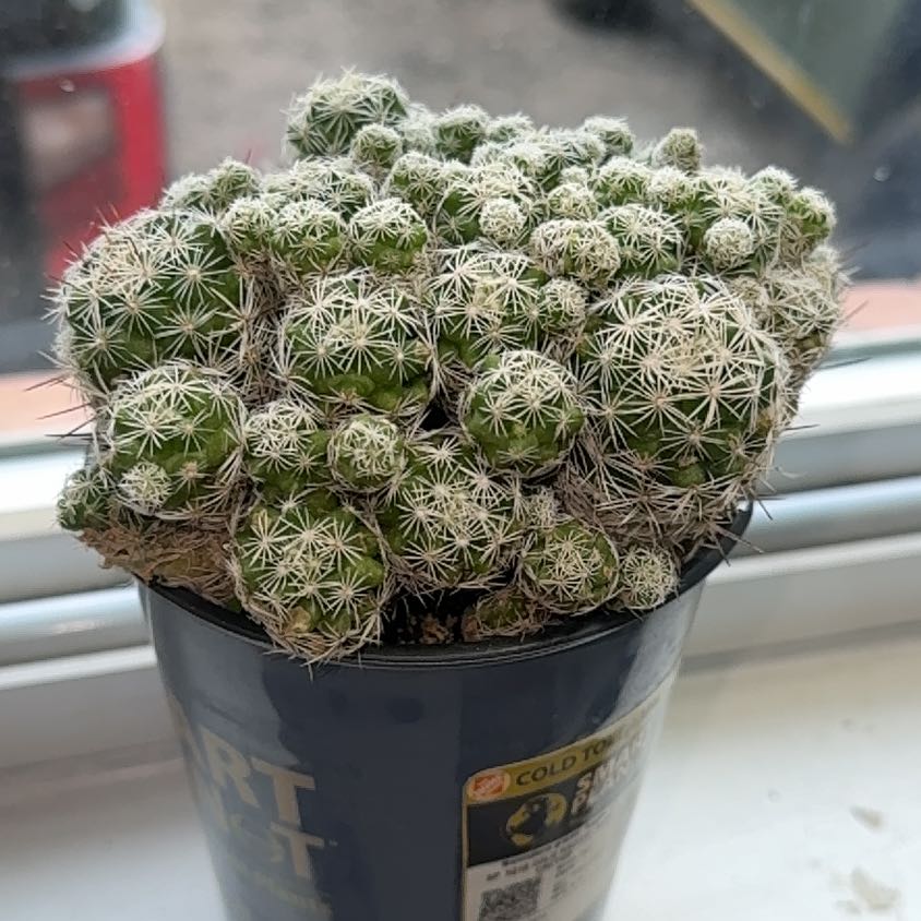 Photo of the plant species Thimble Cactus by @Halo360 named Mammillaria GARCILIS FRAGILIS on Greg, the plant care app