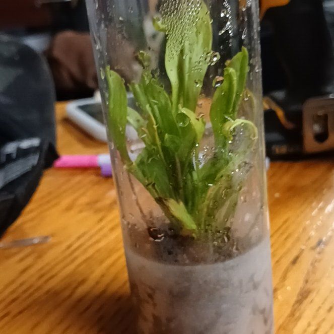 Photo of the plant species Nepenthes lowii x ventricosa 'Red' by @JennaBratty named Bug Bite on Greg, the plant care app