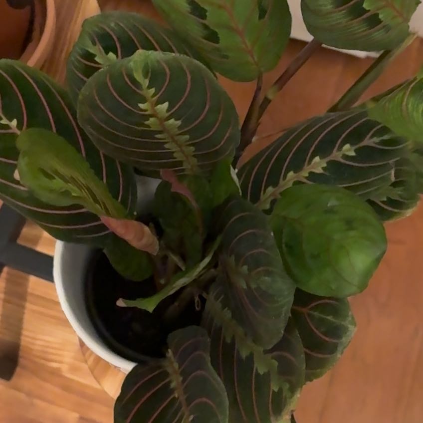 Photo of the plant species Red Calathea by @SharpPecan60 named Delilah on Greg, the plant care app