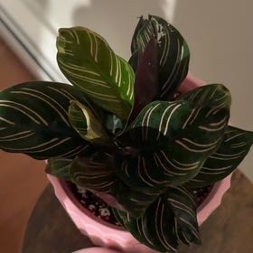 Photo of the plant species calathea ornata by @SharpPecan60 named Ruby on Greg, the plant care app