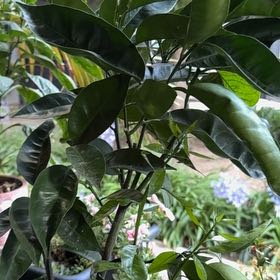 Photo of the plant species Navel Orange by @SugarKale86 named Hamilton on Greg, the plant care app