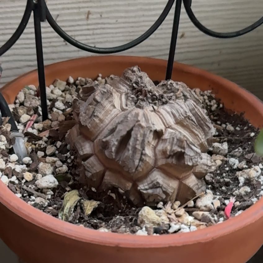 Photo of the plant species African Tortoise Plant by @SugarKale86 named Sanders on Greg, the plant care app