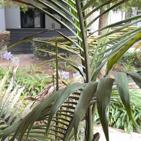 Photo of the plant species King Palm by @SugarKale86 named Spike Leaves on Greg, the plant care app