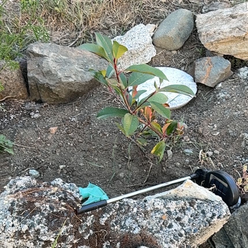 Photo of the plant species Laurel Sumac by @MusicalLentil69 named Denali on Greg, the plant care app