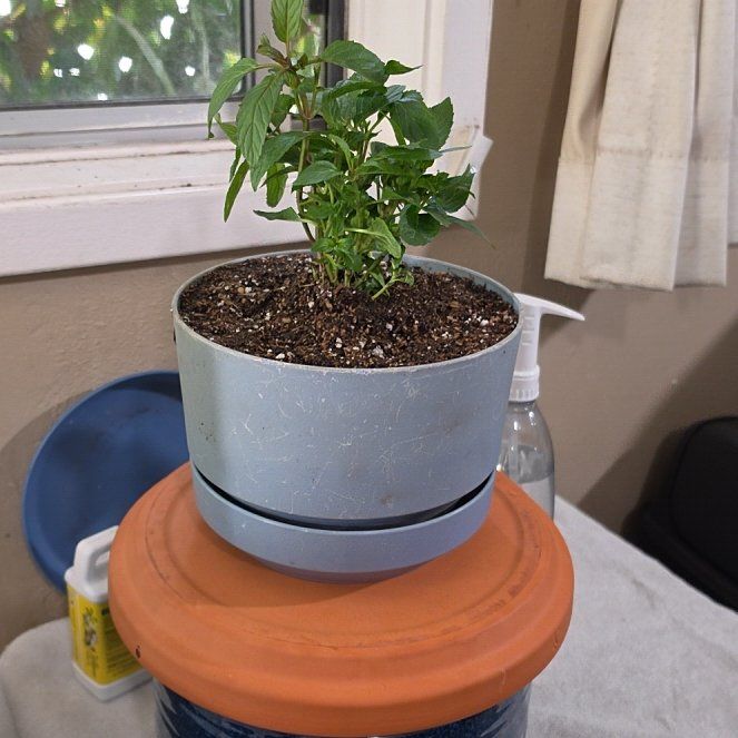 Photo of the plant species Peppermint by @RoundGollum70 named Baesil on Greg, the plant care app