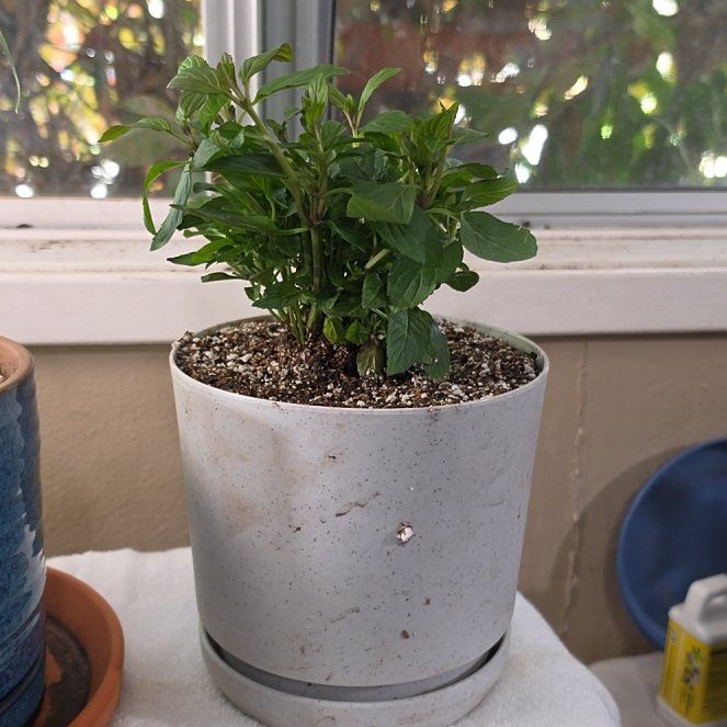Photo of the plant species Peppermint by @RoundGollum70 named Doja Cat on Greg, the plant care app