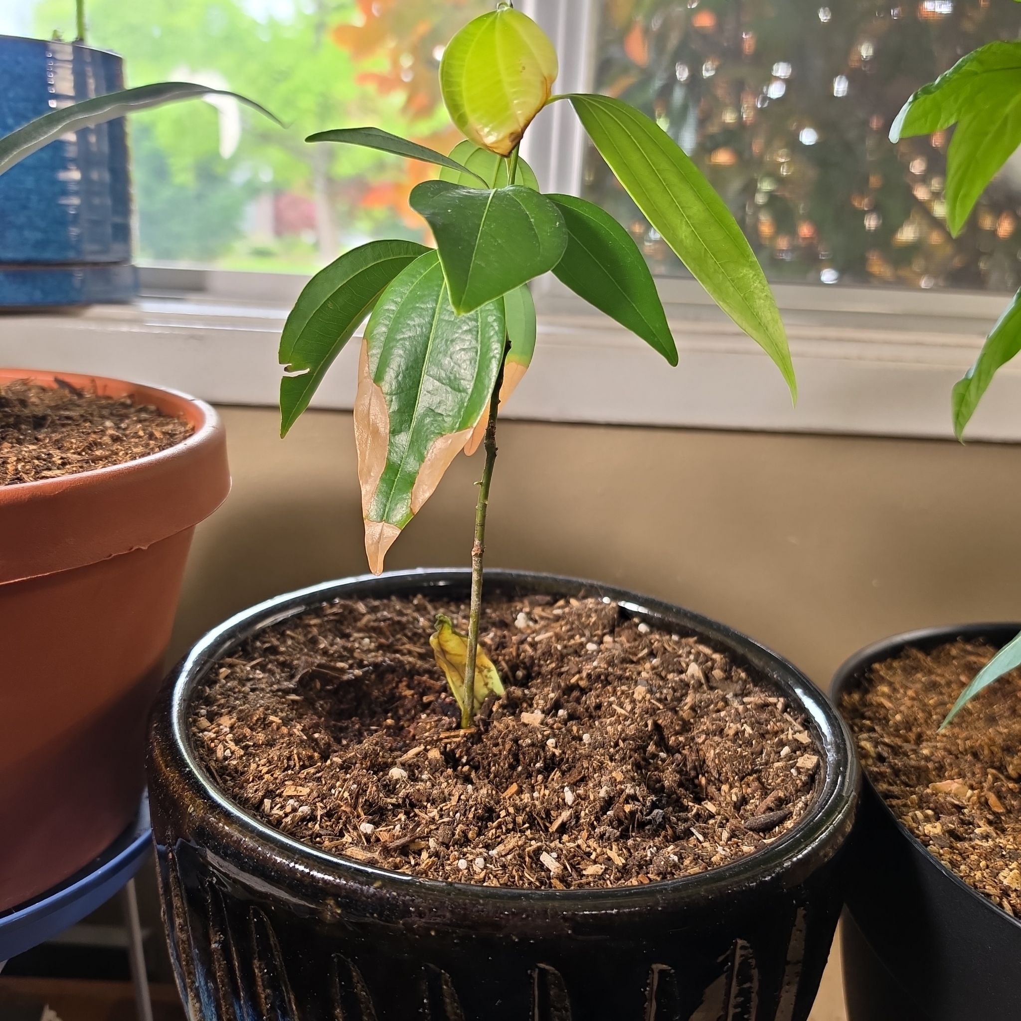 Photo of the plant species True cinnamon tree by @RoundGollum70 named Ulysses S Plant on Greg, the plant care app
