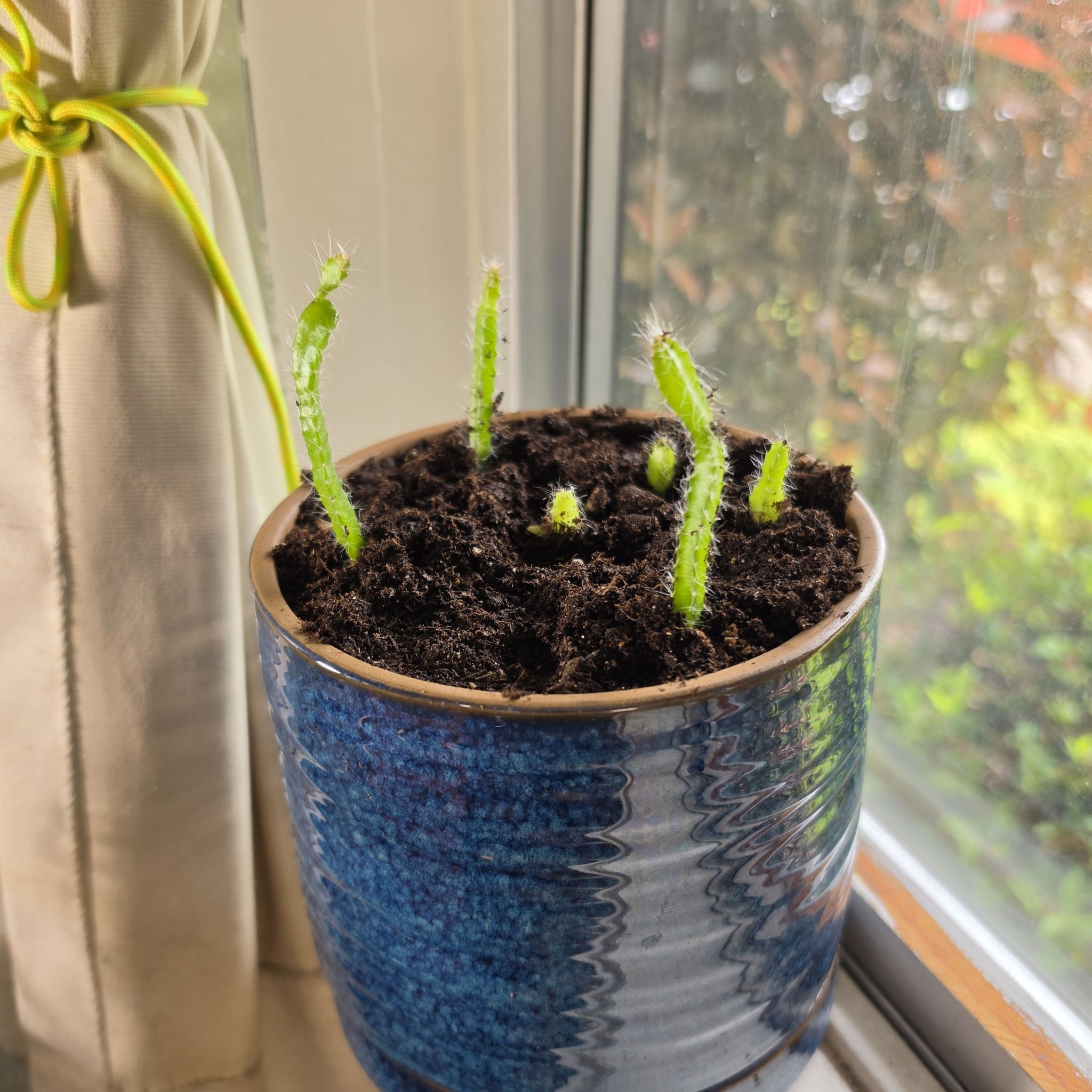 Photo of the plant species dragon fruit cactus by @RoundGollum70 named Sanders on Greg, the plant care app
