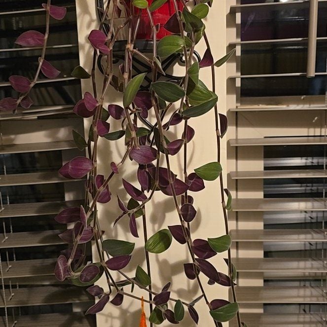 Photo of the plant species Baby Bunny Bellies Variegated by @GutsyFuchsia40 named Plato on Greg, the plant care app