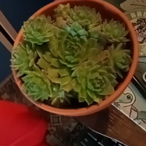 Photo of the plant species Echeveria 'Fleur Blanc' by @YesArrowhead37 named Elle on Greg, the plant care app