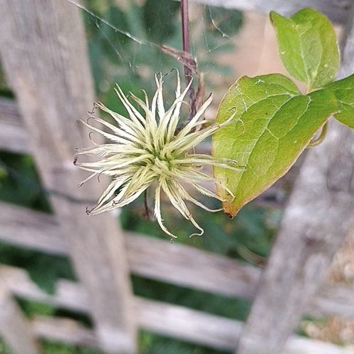 Photo of the plant species Bluebill by @BreezyLuckyjade named Mochi on Greg, the plant care app