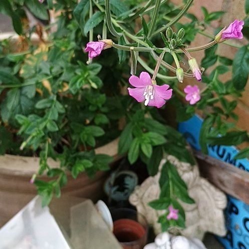 Photo of the plant species Codlins and Cream by @BreezyLuckyjade named Clooney on Greg, the plant care app