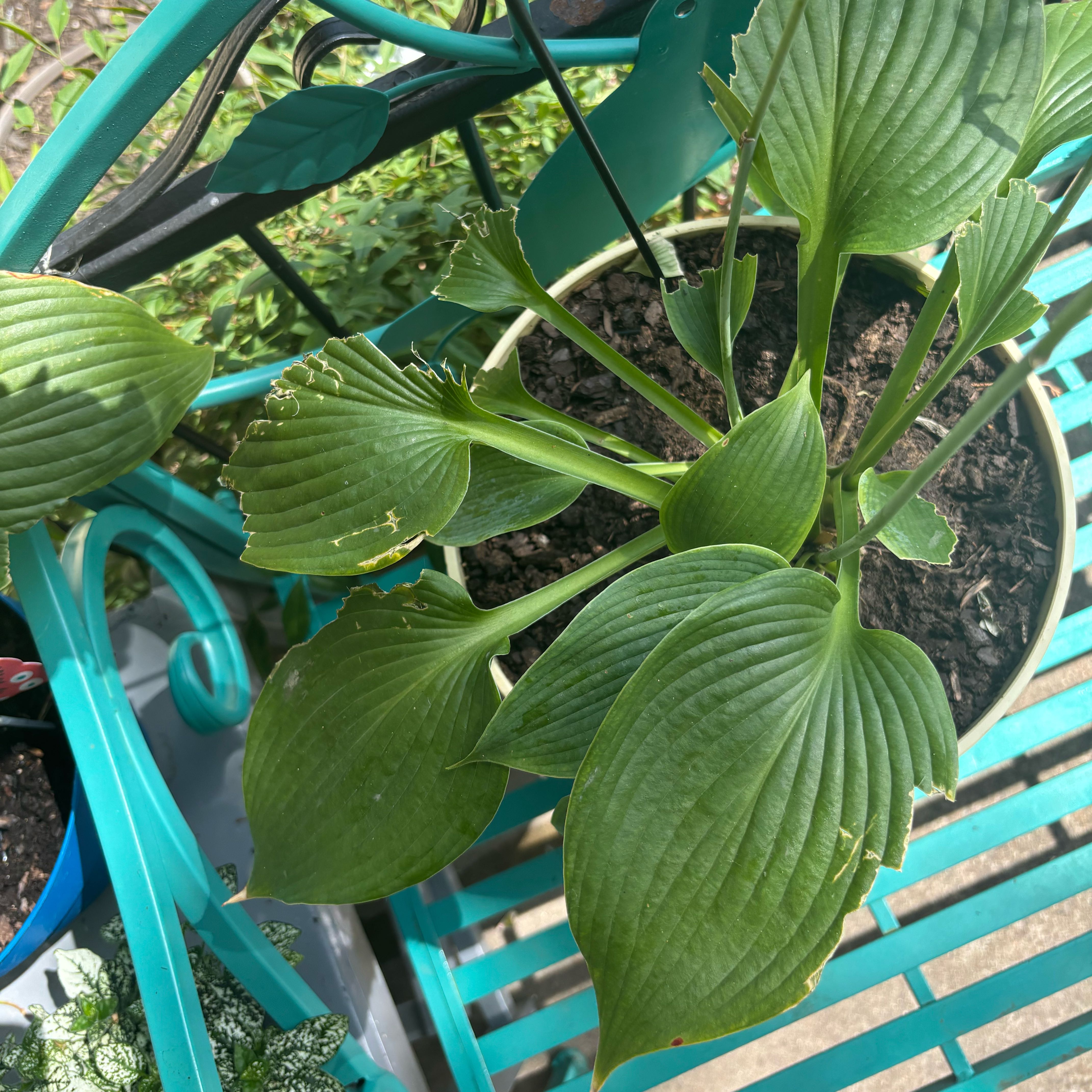 Photo of the plant species Hosta by @NotTodaySucca77 named Xena on Greg, the plant care app