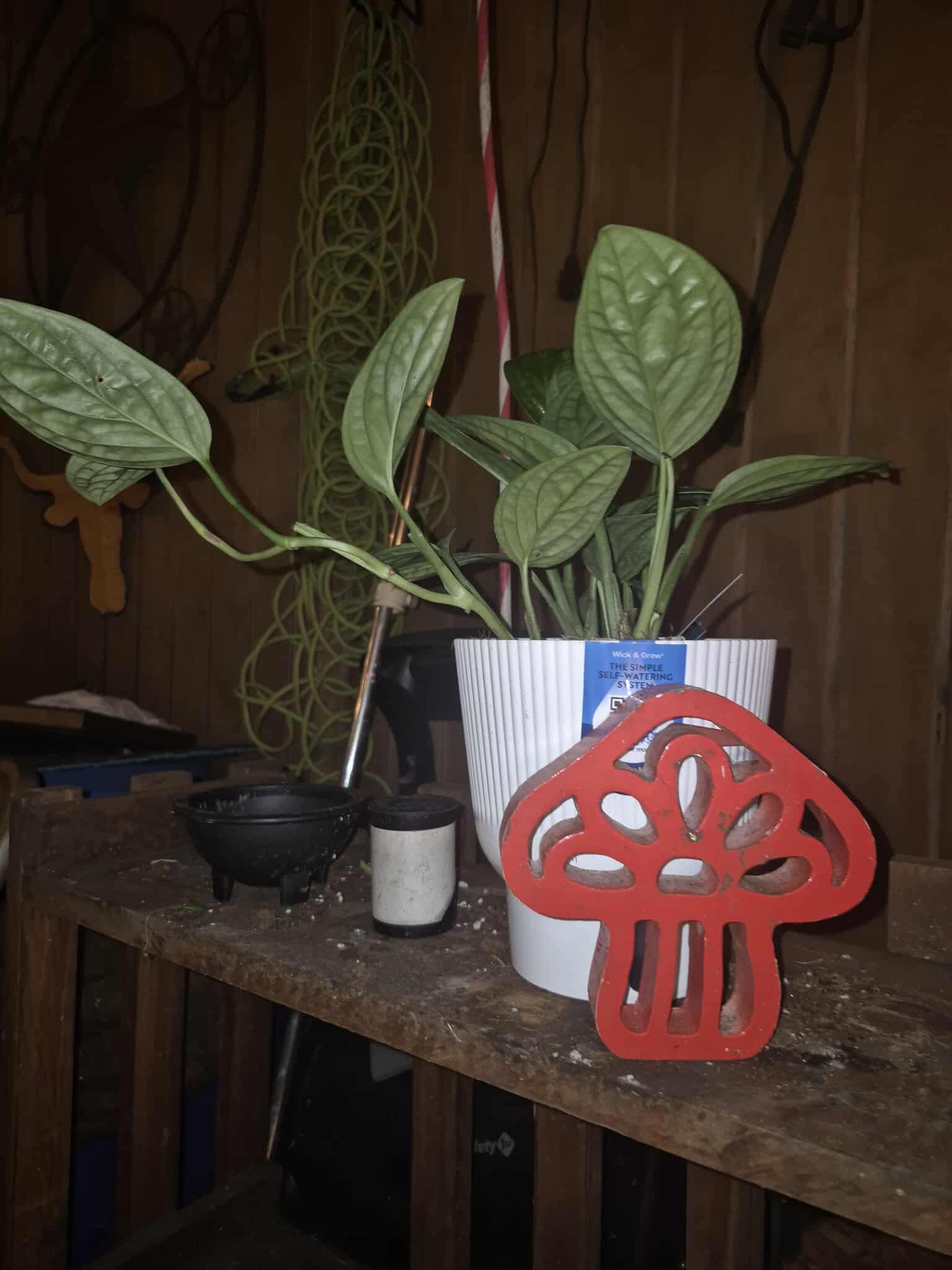 Photo from the post