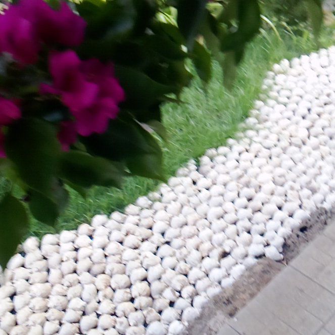 Photo of the plant species Annual Honesty by @HappyCatthyme50 named Lavender on Greg, the plant care app