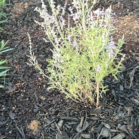 Photo of the plant species Perovskia 'Denim and Lace' by @BentonCowvine54 named Orlando Bloom on Greg, the plant care app