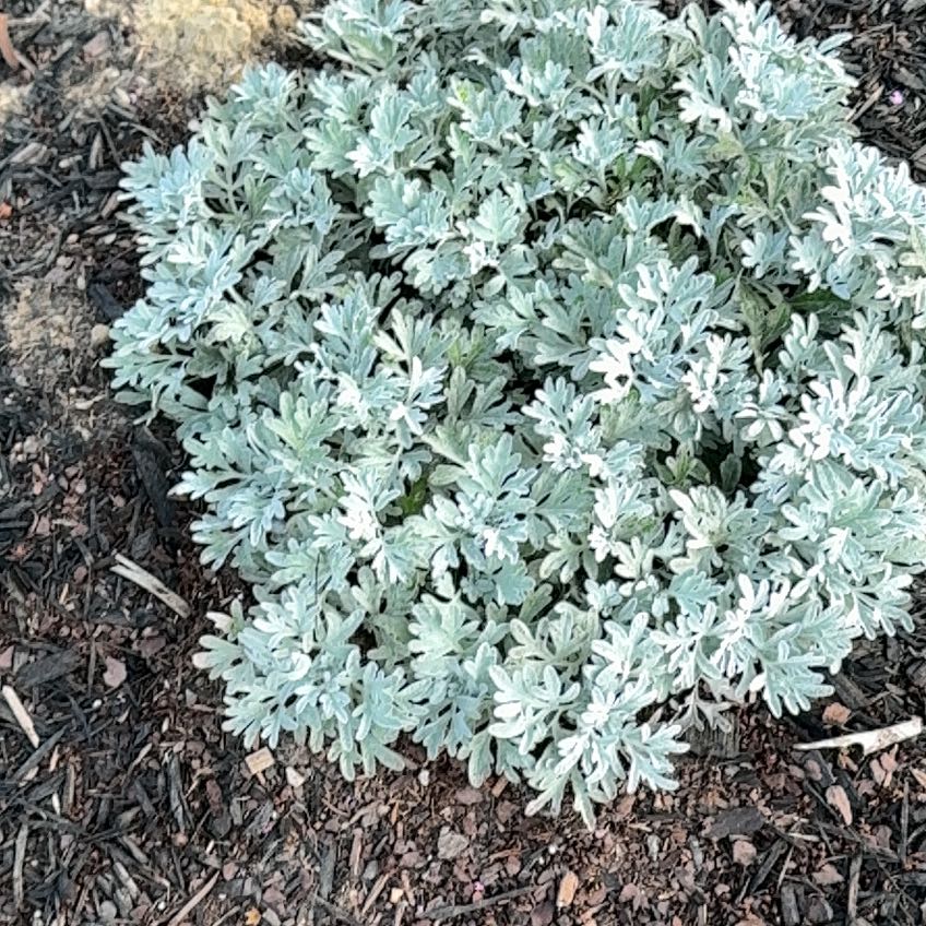 Photo of the plant species Oldwoman by @BentonCowvine54 named Leonardo on Greg, the plant care app