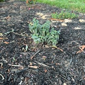 Photo of the plant species Bee Balm 'Bee Free' by @BentonCowvine54 named Aristotle on Greg, the plant care app