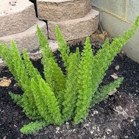 Meyers Foxtail Asparagus Fern Plant Care: Water, Light, Nutrients