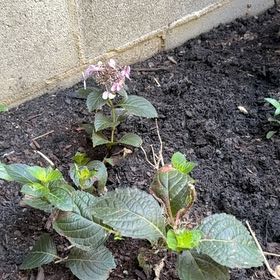 Photo of the plant species Hydrangea by @BentonCowvine54 named Doja Cat on Greg, the plant care app