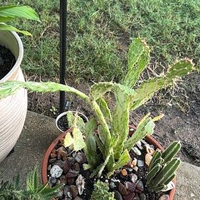 Photo of the plant species Variegated Joseph's Coat by @SingularCooperi named Paloma on Greg, the plant care app