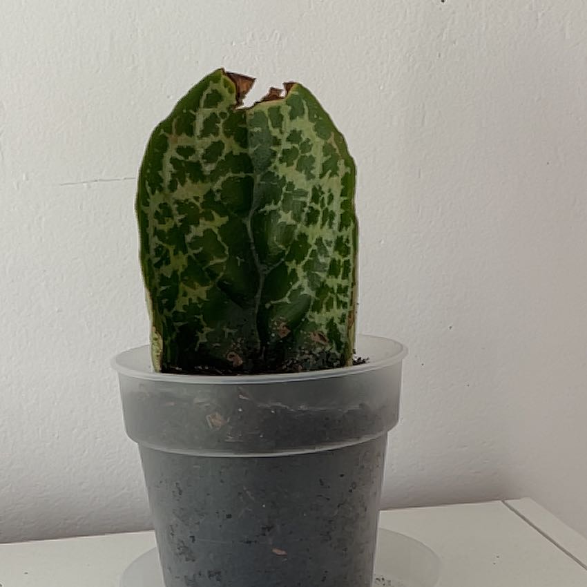 Photo of the plant species Streptocarpus 'Pretty Turtle' by @UberBrushbox62 named Forrest on Greg, the plant care app