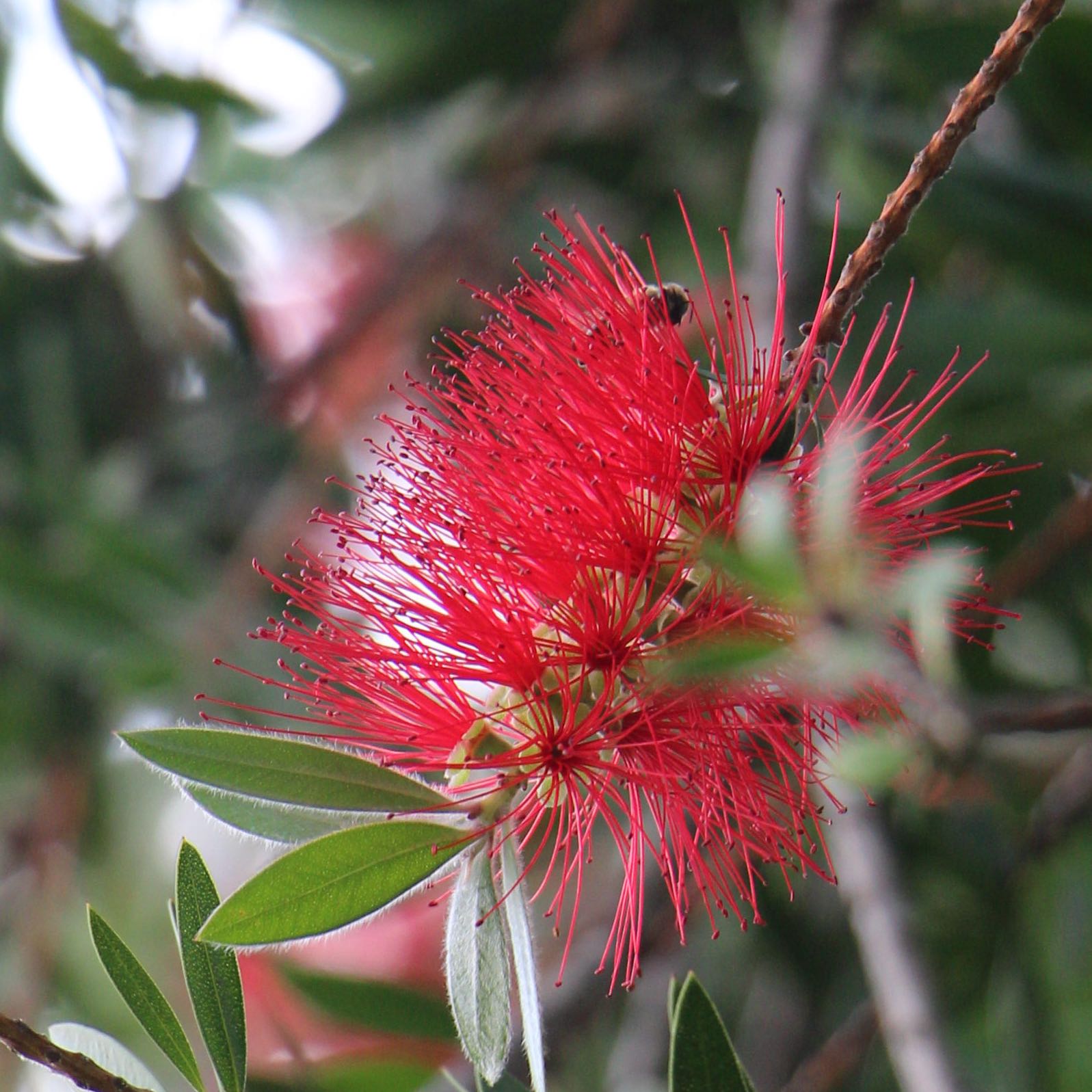 Photo of the plant species Crimson Bottlebrush by @Hanli named Bottlebrush on Greg, the plant care app
