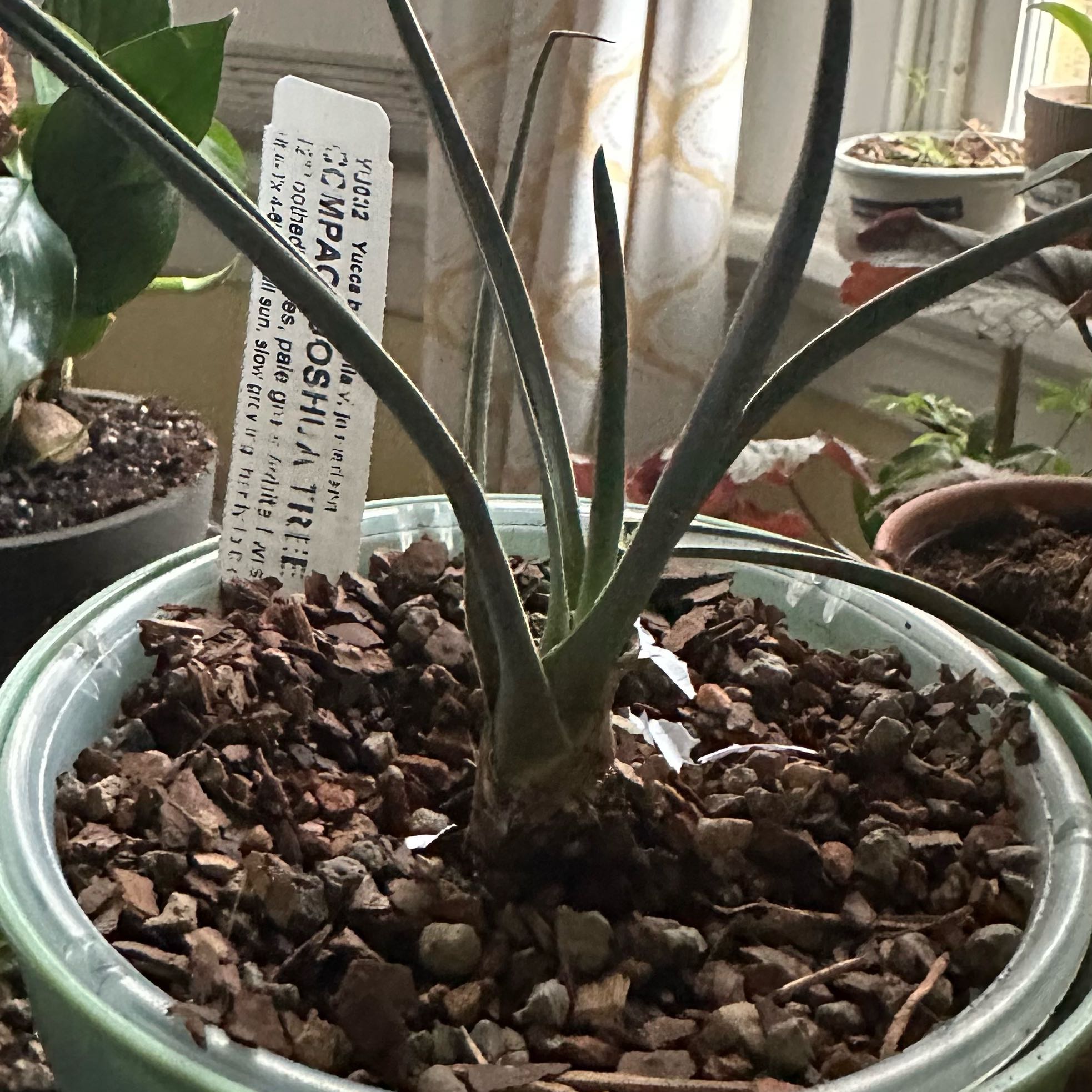Photo of the plant species Joshua Tree by @Mike17102 named Muhammad Ali on Greg, the plant care app