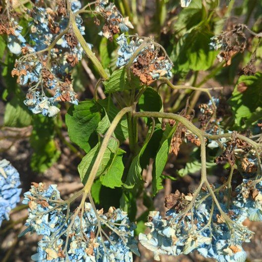 Photo of the plant species Limelight Hydrangea by @PetAtom9 named Anne on Greg, the plant care app