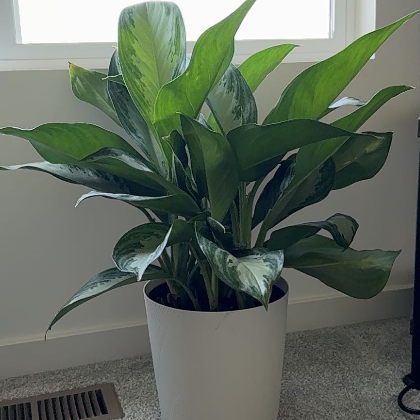 Photo of the plant species Aglaonema by @EnlivenedIcarus named Remington on Greg, the plant care app