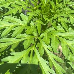 Photo of the plant species Sulphur Cosmos by @SavvyOpiumpoppy named Surya on Greg, the plant care app