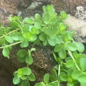 Photo of the plant species Peperomia urvilleana by @Earthroom named Figyonce on Greg, the plant care app