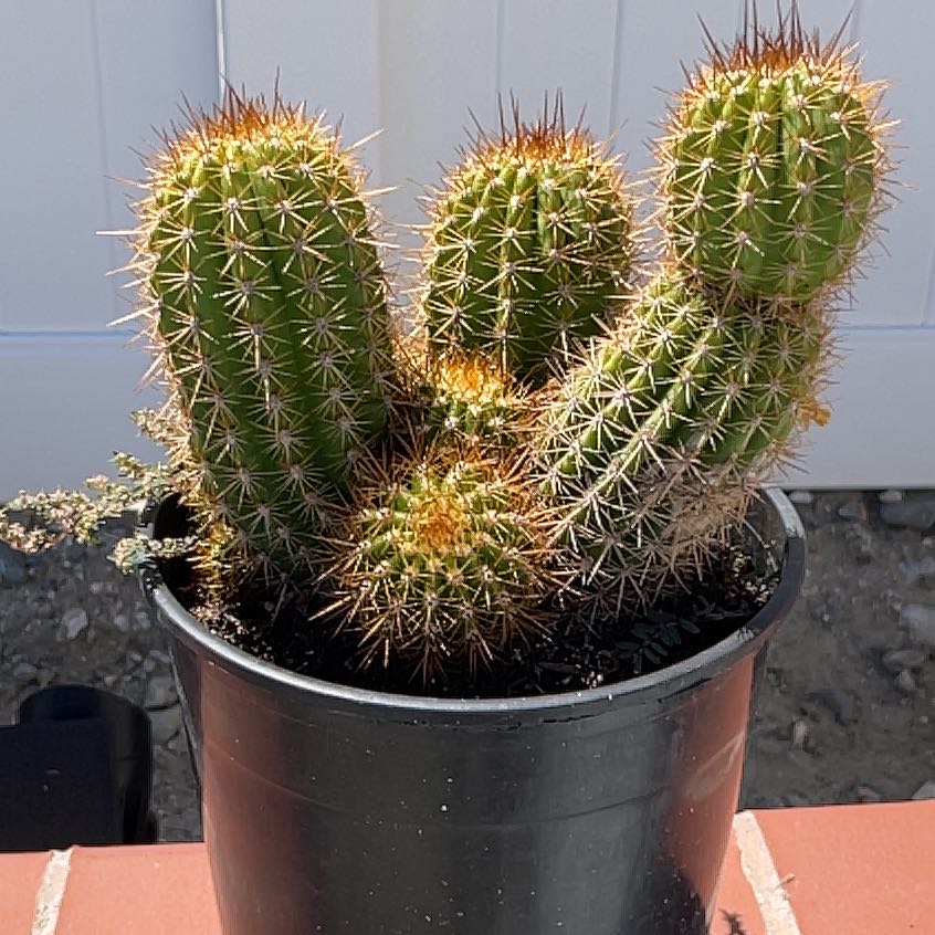 Photo of the plant species Fendler's Hedgehog Cactus by @DrivenAllotropa named Bruce Lee on Greg, the plant care app