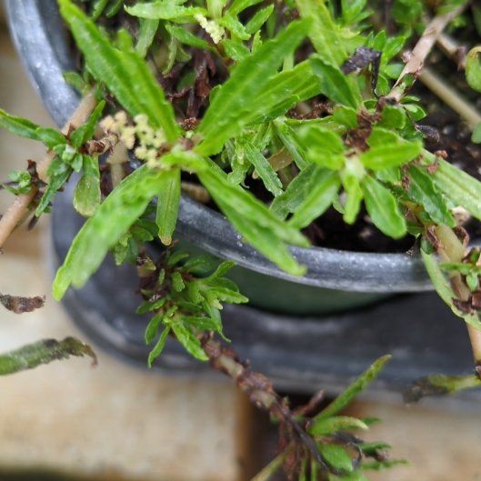 Photo of the plant species False Daisy by @RealMahoe16 named Sproutacus on Greg, the plant care app