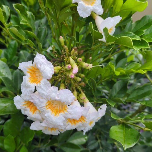 Photo of the plant species Pigeon Berry by @RealMahoe16 named Eva on Greg, the plant care app