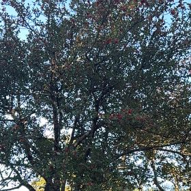 Photo of the plant species Hawthorn by @GemKaraka99 named Drake on Greg, the plant care app