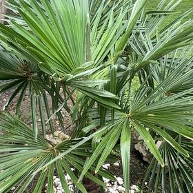 Photo of the plant species Chinese Windmill Palm by @GemKaraka99 named Harmony on Greg, the plant care app