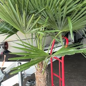 Photo of the plant species Chinese Windmill Palm by @GemKaraka99 named Curie on Greg, the plant care app