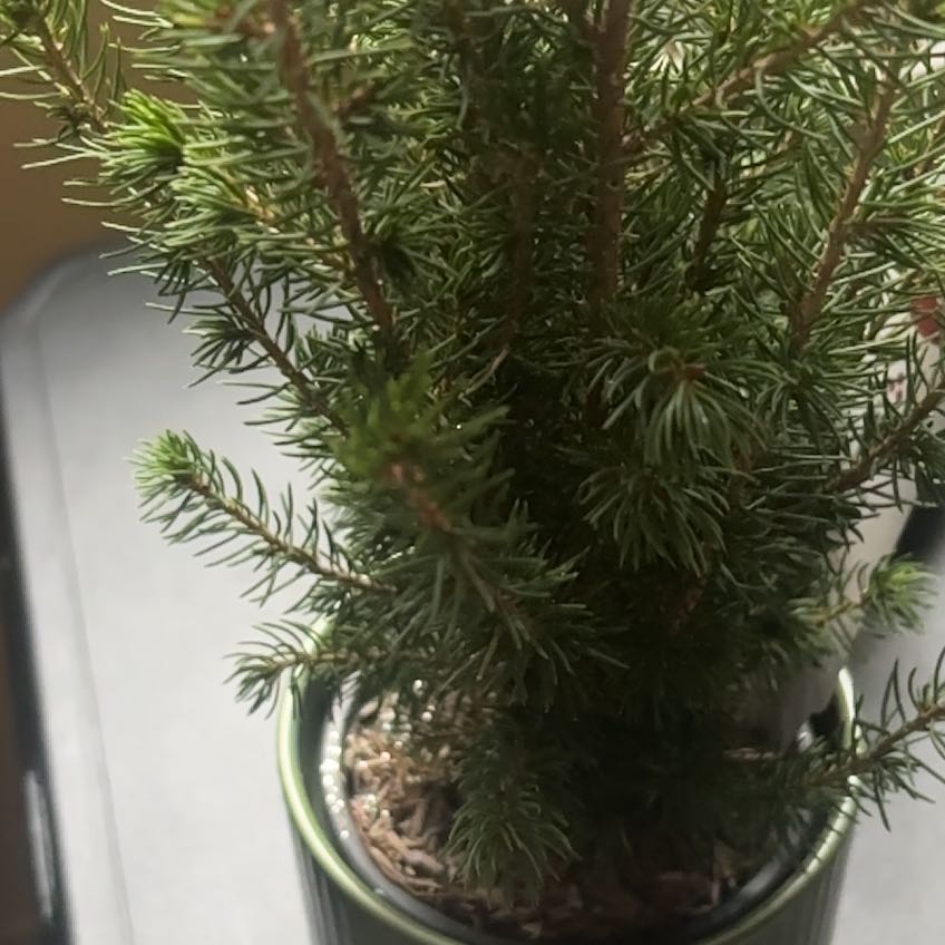 Photo of the plant species Pine Tree by @RegnantCorn26 named Harper on Greg, the plant care app