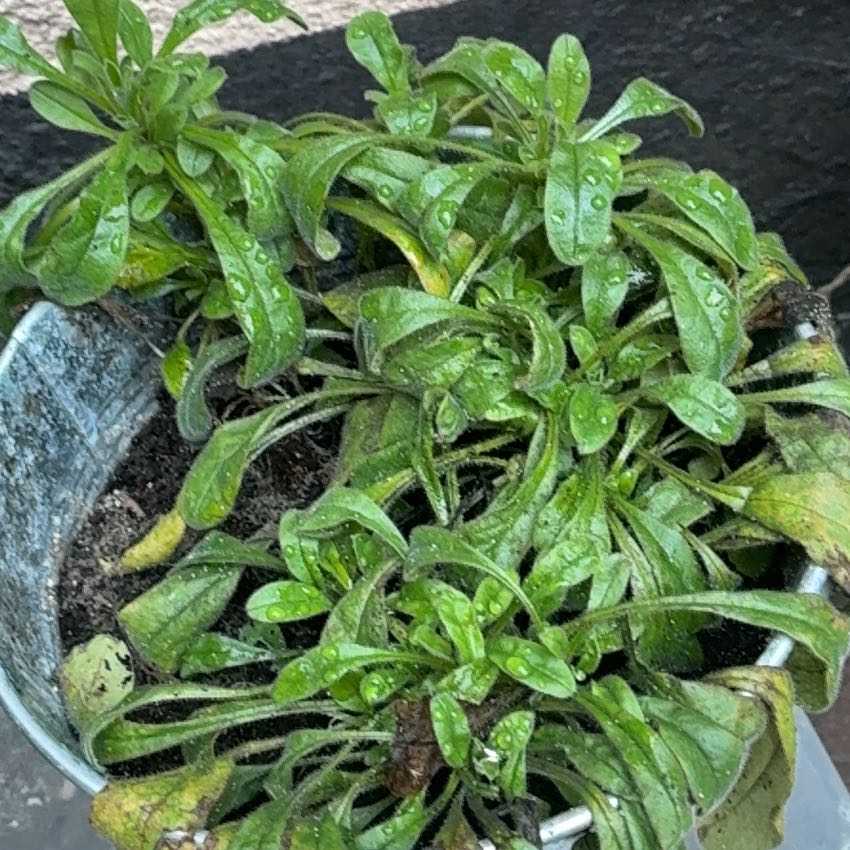 Photo of the plant species Broadleaf Forget-Me-Not by @SkilledDropwort named Gilbert on Greg, the plant care app