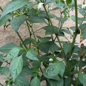 Photo of the plant species Cheyenne Chilli Pepper by @SkilledDropwort named Cheyenne on Greg, the plant care app