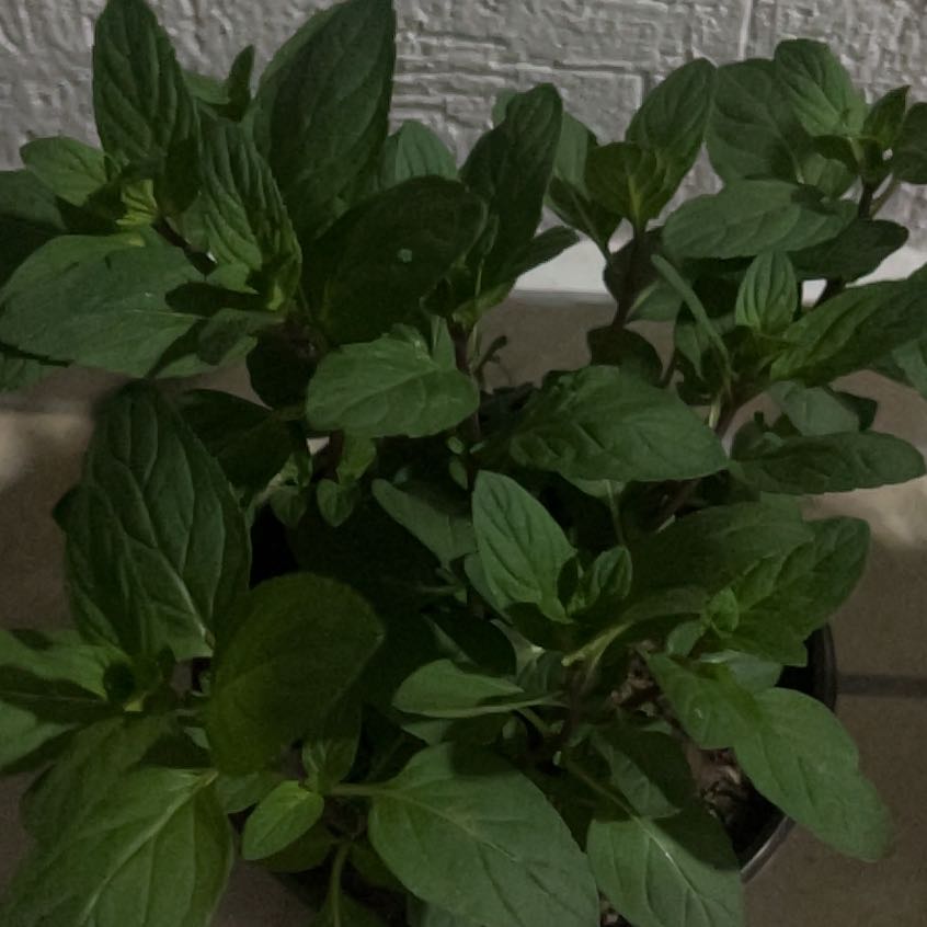 Photo of the plant species Peppermint by @FairSucc82 named Coco on Greg, the plant care app