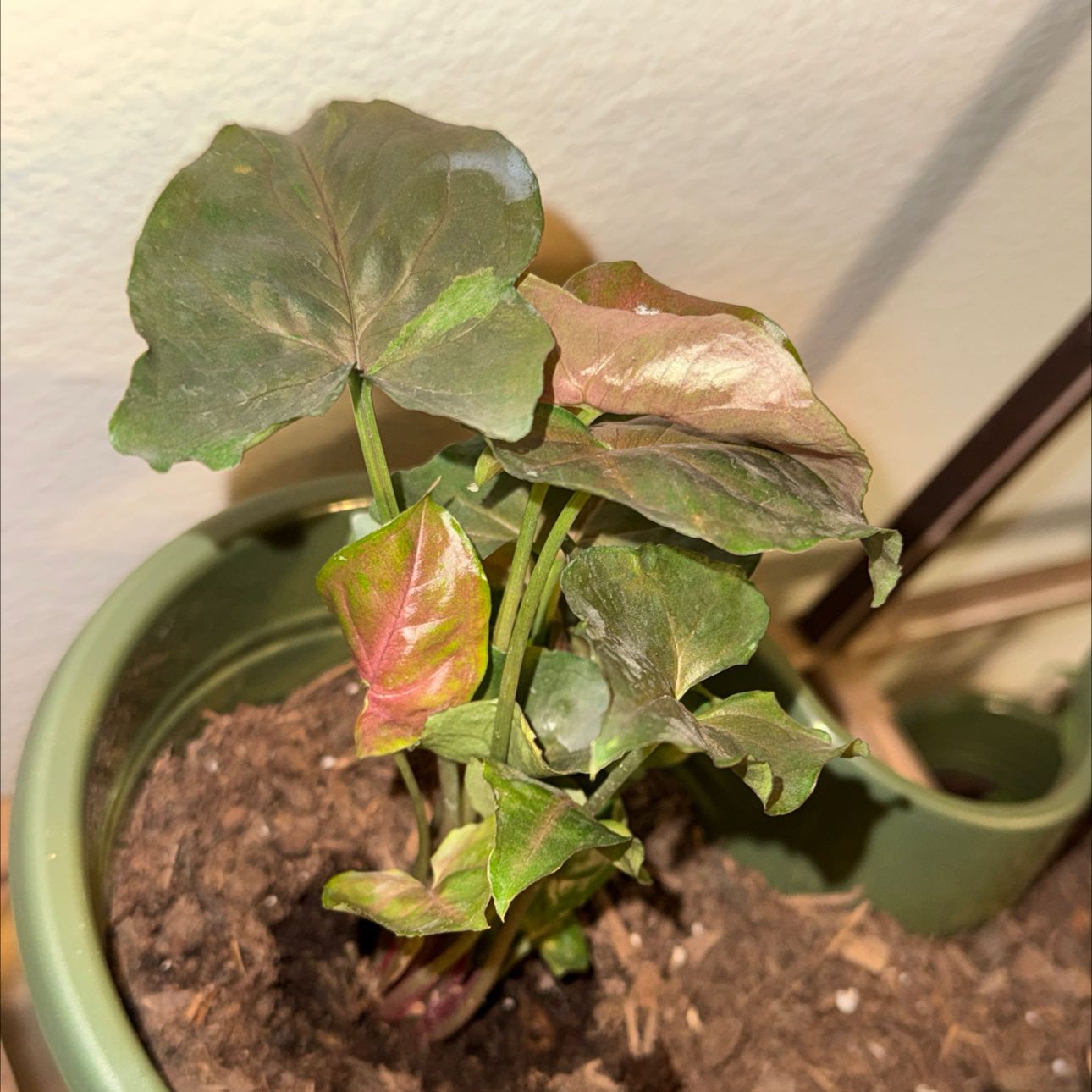 Photo of the plant species Regina Red Arrowhead Vine by @FitSilvergum96 named Leaf Erikson on Greg, the plant care app
