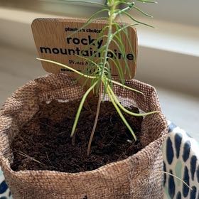 Photo of the plant species rocky mountain pine by @MagicalMastic39 named Rainier on Greg, the plant care app
