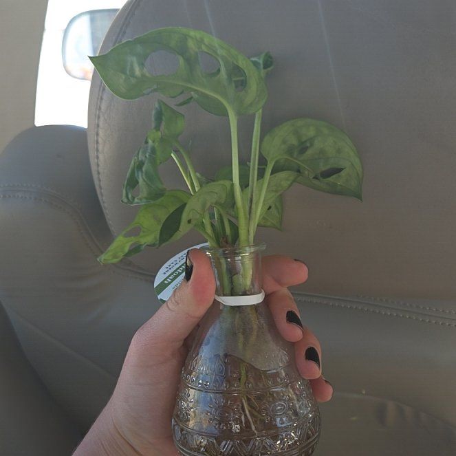 Photo of the plant species Monstera Adansonii Variegated by @HipRedlog43 named Jesus on Greg, the plant care app