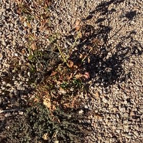 Photo of the plant species Floribunda Rose by @blueberry2012 named bunda on Greg, the plant care app