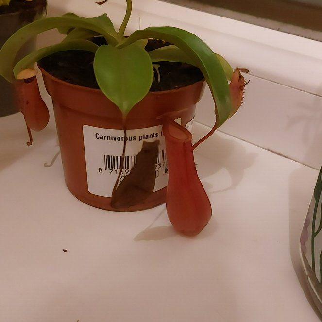 Photo of the plant species Nepenthes Lady Luck by @PrimoBeech51 named Red lady on Greg, the plant care app