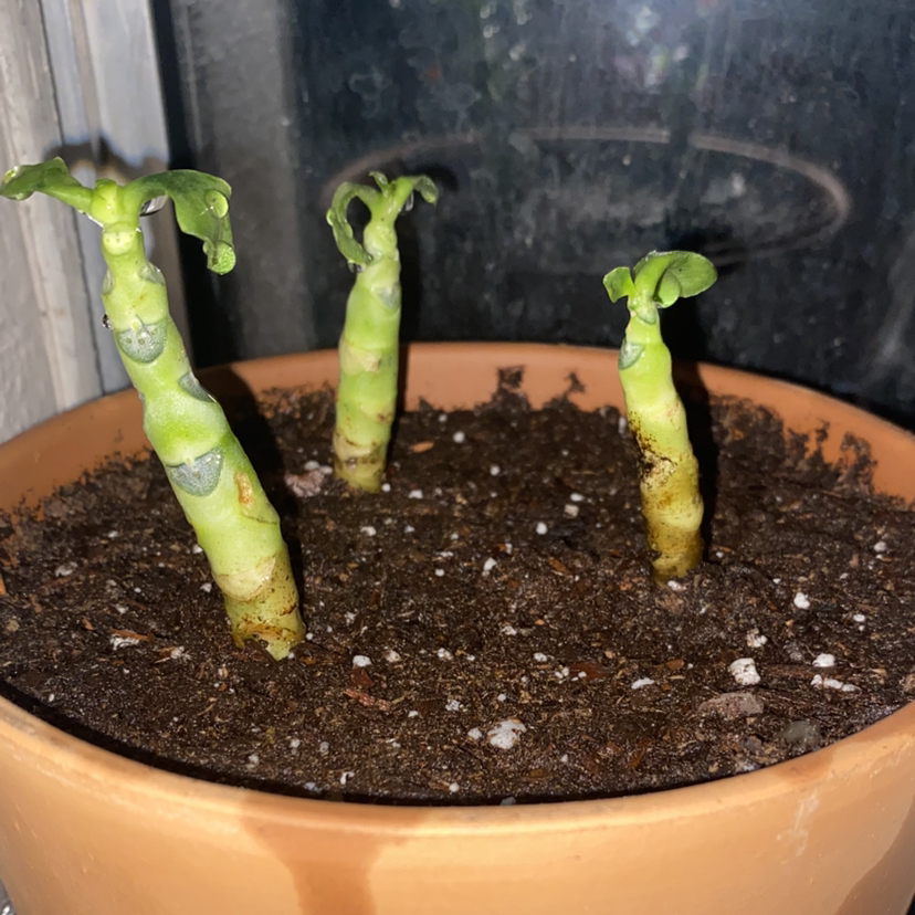 Photo of the plant species Cotyledon 'Mint Truffles' by @SleekBacopa78 named The 3 Suckies on Greg, the plant care app